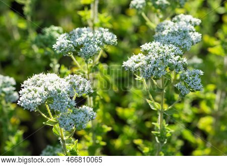White Flowering Plants Growing In Rural Areas