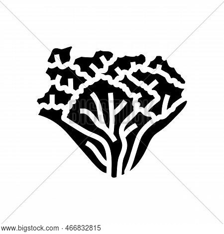 Escarole Salad Food Glyph Icon Vector. Escarole Salad Food Sign. Isolated Symbol Illustration