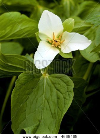 Trillium kamčatské (trillium Camschatcense)