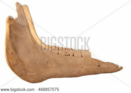 Mandible Of Domestic Horse (equus Caballus) On A White Background. Natures And Biology Of Domestic A