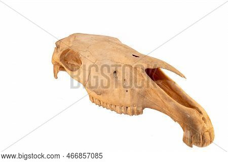 Horse Equine (equus Caballus) Mammal With Natures Teeth And Skull Anatomy On White Background. Natur