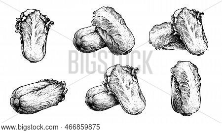 Hand Drawn Sketch Style Chinese Cabbage Set. Pe-tsai. Eco Organic Food Illustrations In Retro Vintag