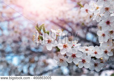 Cherry Plum Blossoms. Cherry Plum Brаnch With Flowers In The Sun
