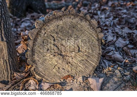 Bottom Side Of A Newly Cut Tree Laying Down On The Ground Exposing Cracks And Rings With The Bark St