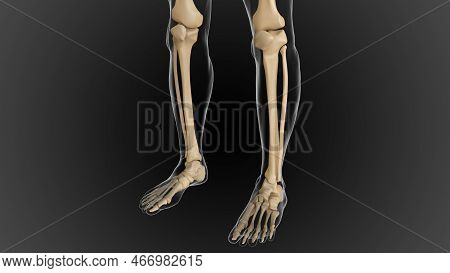 The Bony Skeleton Is Divided Into 2 Parts Axial Skeleton And Appendicular Skeleton 3D
