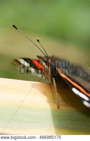 Natural, Detailed Closeup On A Red Admiral Butterfly,vanessa Atalanta, Sitting With Spread Wings