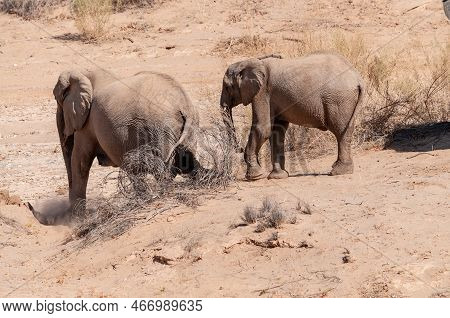 Closeup Of Two African Desert Elephant - Loxodonta Africana- Wandering In The Desert In North Wester