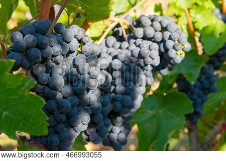 Vineyards In Autumn Harvest. Large Bunches Of Red Wine Grapes In Sunny Weather.