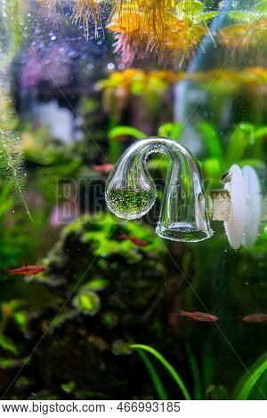Drop Checker Co2 Covered With Algae In Freshwater Aquascape, Dirty Aquarium