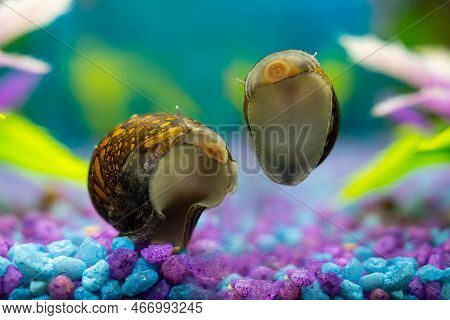 Snail Neritidae In A Home Aquarium