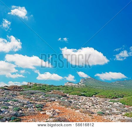 Rocks And Vegetation