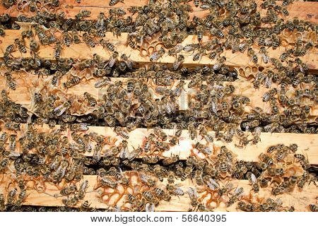 Working Bees