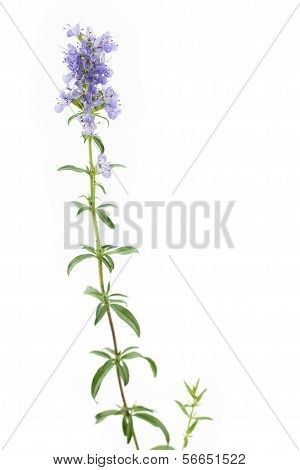 Hyssop flower