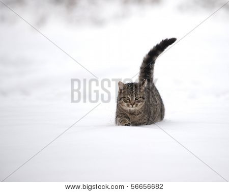 Tabby Kitten In The Snow