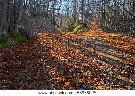 Dead Leaves Path