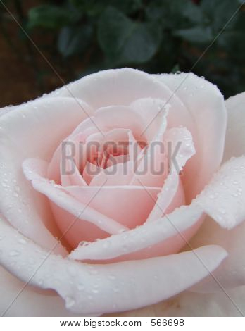 Creme Rose