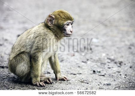 Young Barbary Monkey