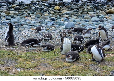 Magellanic penguins