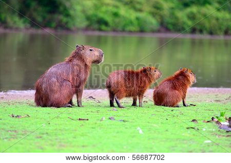 Capybaras