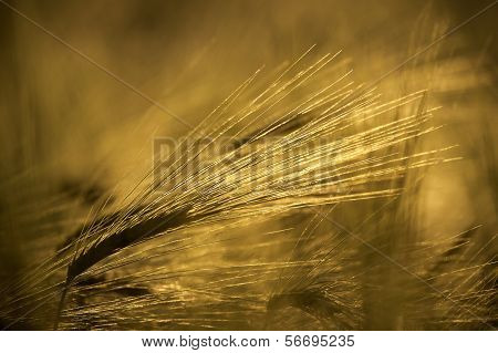 Gold Grain ears