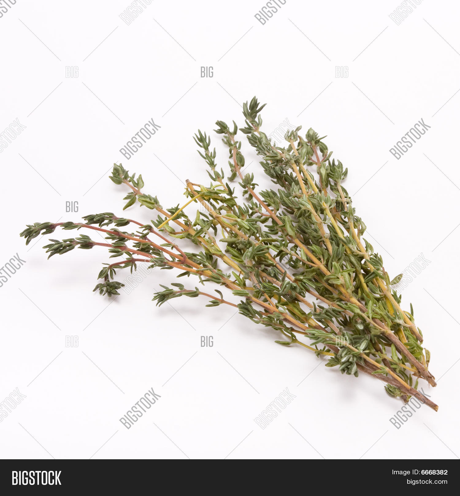 Sprig Thyme Image & Photo (Free Trial) Bigstock