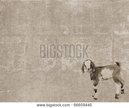 Vintage Texture With Standing Goatling