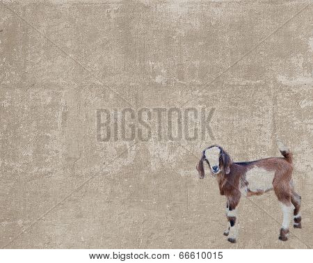 Vintage Texture With A Goatling