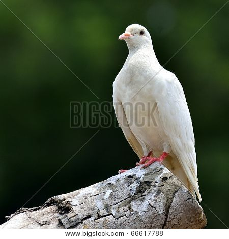 Beautiful White Dove Perching On The Wooden With Nice Green Background