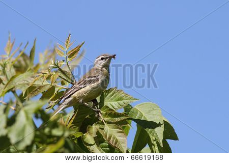 Yellow Wagtail