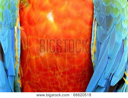 Close Up Of Orange Harliquin Macaw's Chest Feathers