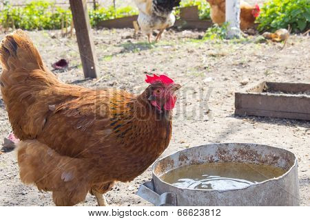 Chicken Drink