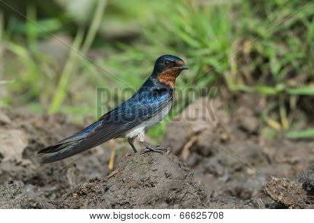 Red-chested Swallow (hirundo Lucida) Standing On A Small Hill Of Mud