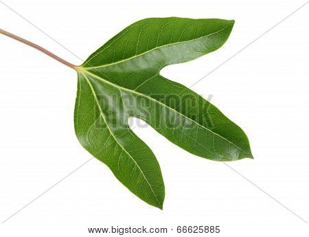 leaf of Dendropanax trifidus