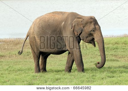 Lankesian Elephant