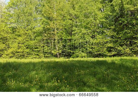 Trees In Landscape