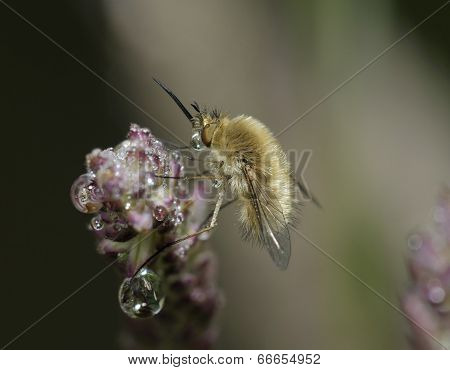 Western Bee-fly