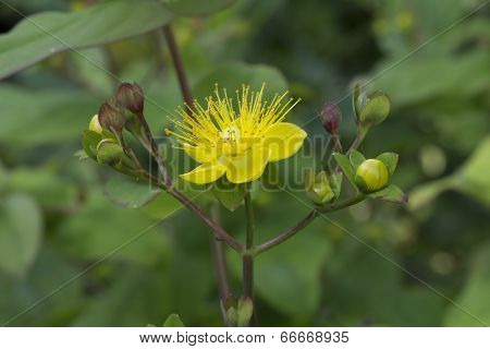 Hypericum Flower
