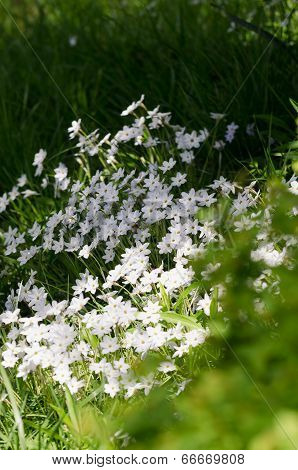 Spring Starflower