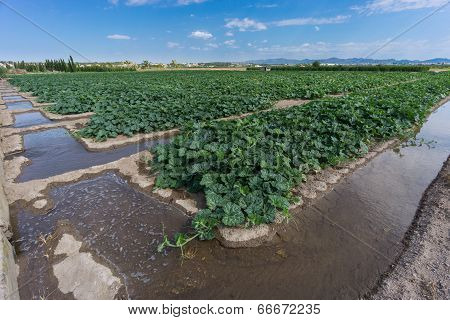 Pumpkin field, early stage