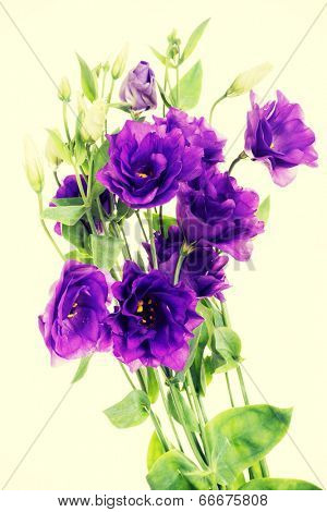Advantage purple flower eustoma ,lisianthus,  Gentianaceae