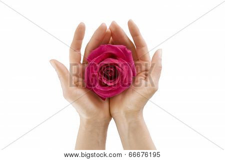Female Hands Holding  Rose On White Isolated, Close-up