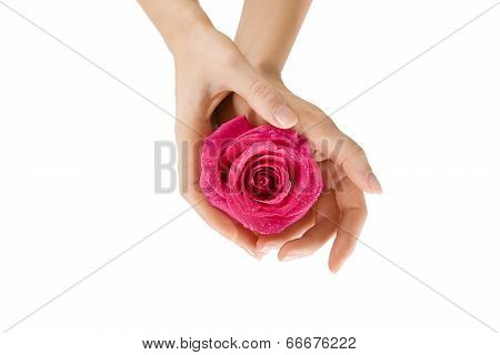 Female Hands Holding Rose On White, Close-up Isolated