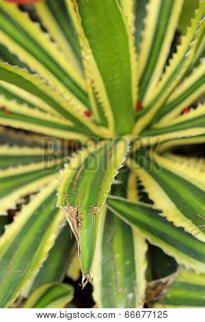 Pandanus Tectorius In The Nature