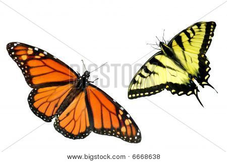 Monarca y Tigre Swallowtail Butterfly fondo