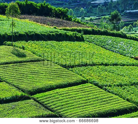 Fields in Dieng Plateo,Indonesia,Java