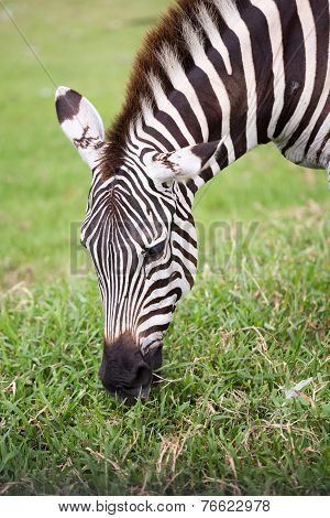 Zebra