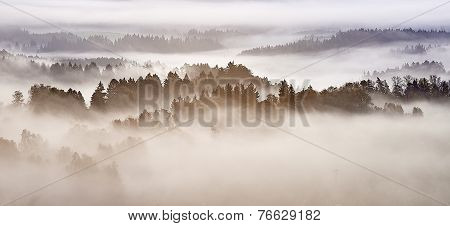 Morning Fog
