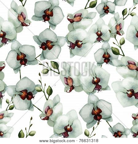Beautiful orchid flower6