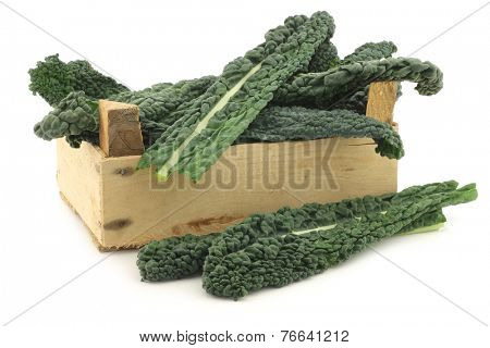 Palm Cabbage 