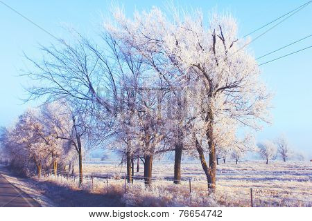 Trees with winter frost and ice
